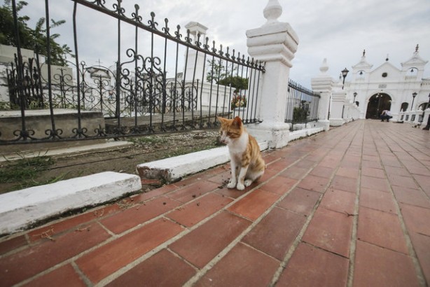 Foto - Kolombiya'daki mezarlık kedilerinin gizemi! Öğrenince şok olacaksınız