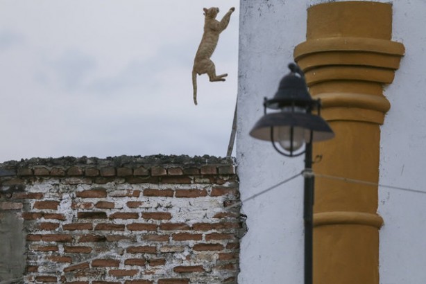 Foto - Kolombiya'daki mezarlık kedilerinin gizemi! Öğrenince şok olacaksınız