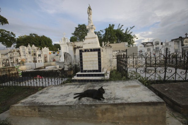 Foto - Kolombiya'daki mezarlık kedilerinin gizemi! Öğrenince şok olacaksınız