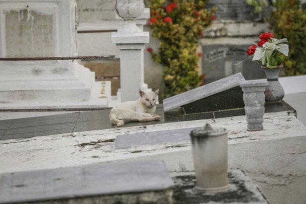 Foto - Kolombiya'daki mezarlık kedilerinin gizemi! Öğrenince şok olacaksınız