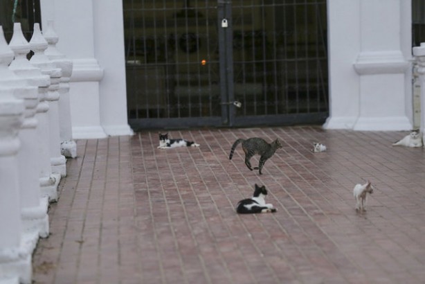 Foto - Kolombiya'daki mezarlık kedilerinin gizemi! Öğrenince şok olacaksınız