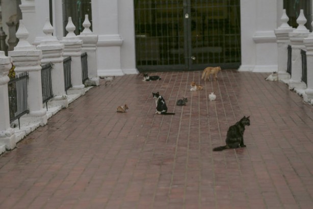 Foto - Kolombiya'daki mezarlık kedilerinin gizemi! Öğrenince şok olacaksınız