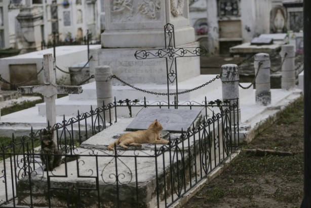 Foto - Kolombiya'daki mezarlık kedilerinin gizemi! Öğrenince şok olacaksınız