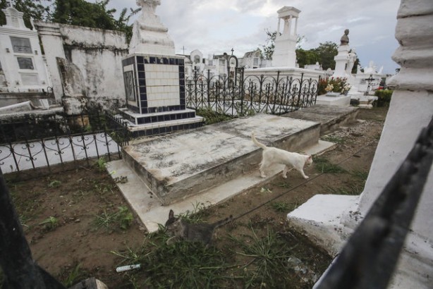Foto - Kolombiya'daki mezarlık kedilerinin gizemi! Öğrenince şok olacaksınız