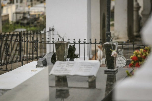 Foto - Kolombiya'daki mezarlık kedilerinin gizemi! Öğrenince şok olacaksınız