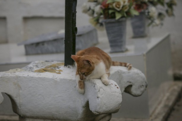 Foto - Kolombiya'daki mezarlık kedilerinin gizemi! Öğrenince şok olacaksınız