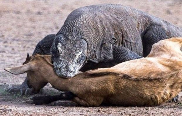 Foto - Komodo ejderi keçiyi gafil avladı!