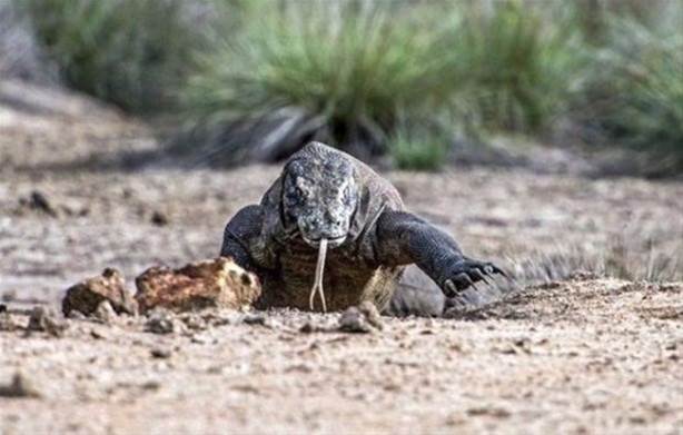 Foto - Komodo ejderi keçiyi gafil avladı!