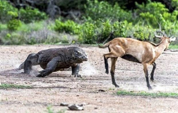 Foto - Komodo ejderi keçiyi gafil avladı!