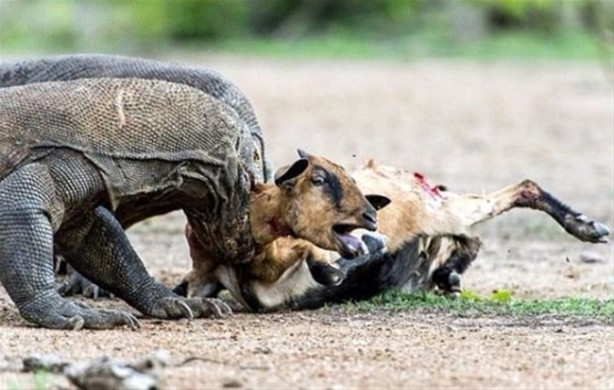 Foto - Komodo ejderi keçiyi gafil avladı!