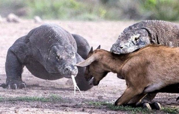 Foto - Komodo ejderi keçiyi gafil avladı!