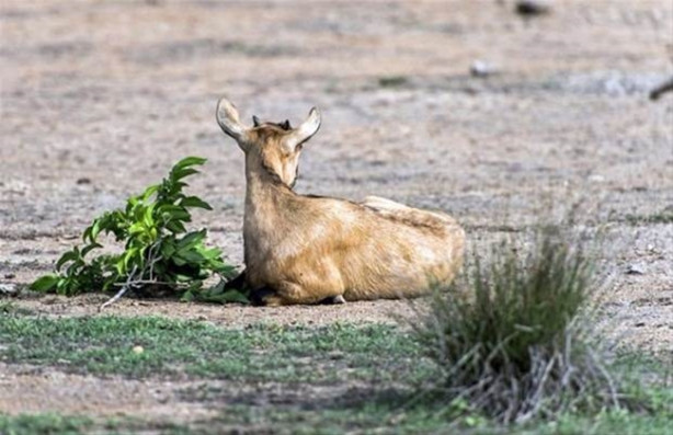 Komodo ejderi keçiyi gafil avladı!