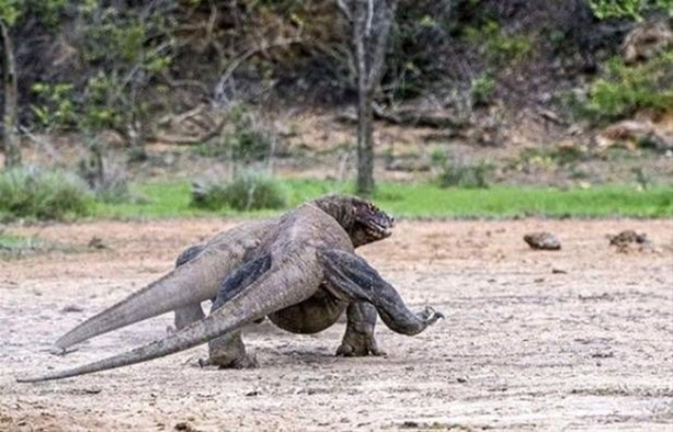 Foto - Komodo ejderi keçiyi gafil avladı!
