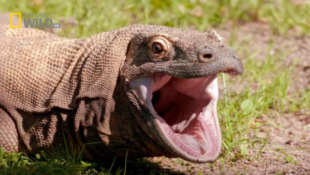 Foto - Komodo ejderi dağ keçisini böyle avladı