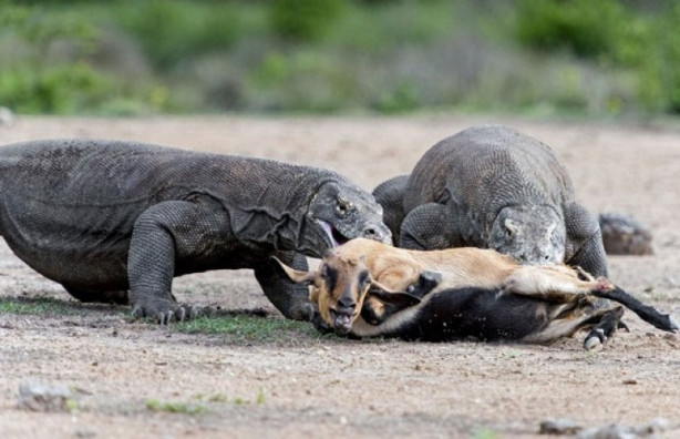 Foto - Komodo ejderi dağ keçisini böyle avladı