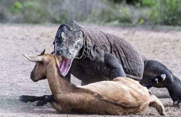 Foto - Komodo ejderi dağ keçisini böyle avladı