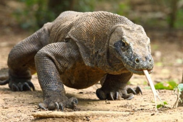 Foto - Komodo ejderi dağ keçisini böyle avladı
