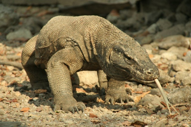 Foto - Komodo ejderi dağ keçisini böyle avladı