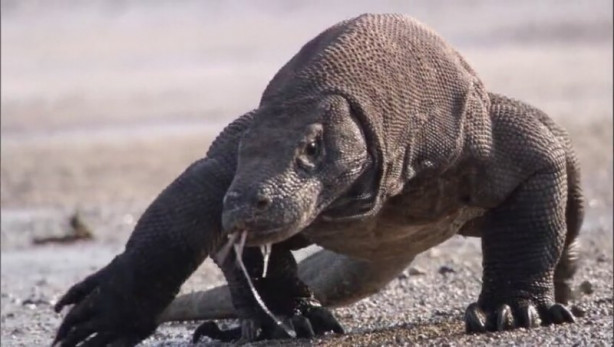 Foto - Komodo ejderi dağ keçisini böyle avladı