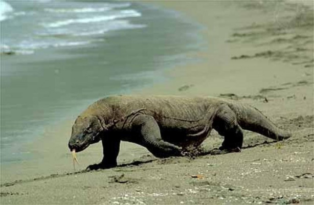 Foto - Komodo ejderi dağ keçisini böyle avladı