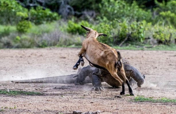 Foto - Komodo ejderi dağ keçisini böyle avladı