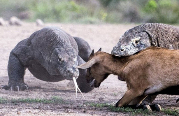 Foto - Komodo ejderi dağ keçisini böyle avladı