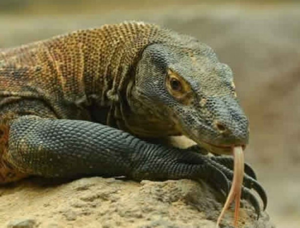 Foto - Komodo ejderi dağ keçisini böyle avladı