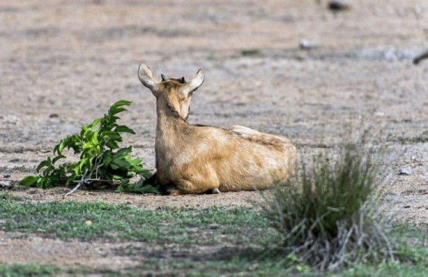 Foto - Komodo ejderi dağ keçisini böyle avladı