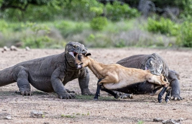 Foto - Komodo ejderi dağ keçisini böyle avladı