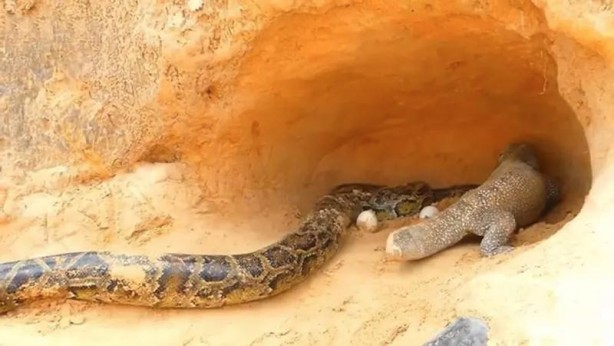 Foto - Komodo ejderi ile pitonun ölümcül savaşı şok etti! İşte vahşi doğanın en acımasız hali