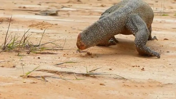 Foto - Komodo ejderi ile pitonun ölümcül savaşı şok etti! İşte vahşi doğanın en acımasız hali