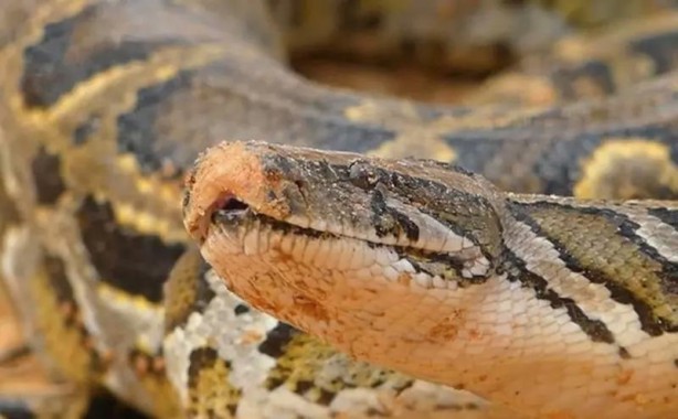 Foto - Komodo ejderi ile pitonun ölümcül savaşı şok etti! İşte vahşi doğanın en acımasız hali