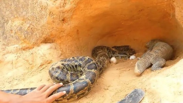Foto - Komodo ejderi ile pitonun ölümcül savaşı şok etti! İşte vahşi doğanın en acımasız hali