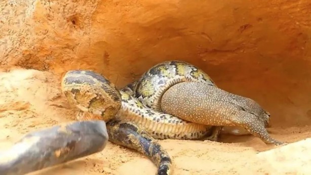 Foto - Komodo ejderi ile pitonun ölümcül savaşı şok etti! İşte vahşi doğanın en acımasız hali