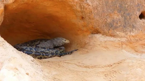 Foto - Komodo ejderi ile pitonun ölümcül savaşı şok etti! İşte vahşi doğanın en acımasız hali