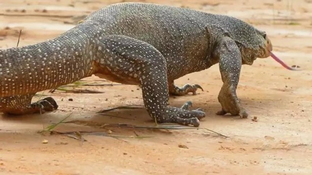 Foto - Komodo ejderi ile pitonun ölümcül savaşı şok etti! İşte vahşi doğanın en acımasız hali