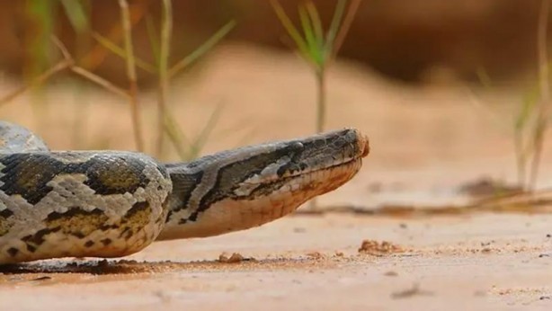 Foto - Komodo ejderi ile pitonun ölümcül savaşı şok etti! İşte vahşi doğanın en acımasız hali