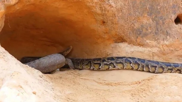 Foto - Komodo ejderi ile pitonun ölümcül savaşı şok etti! İşte vahşi doğanın en acımasız hali