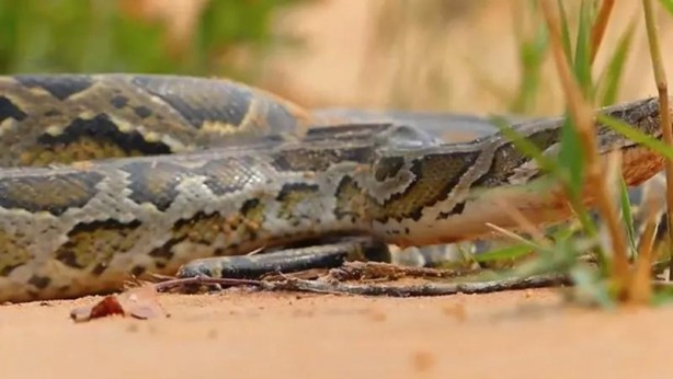Foto - Komodo ejderi ile pitonun ölümcül savaşı şok etti! İşte vahşi doğanın en acımasız hali