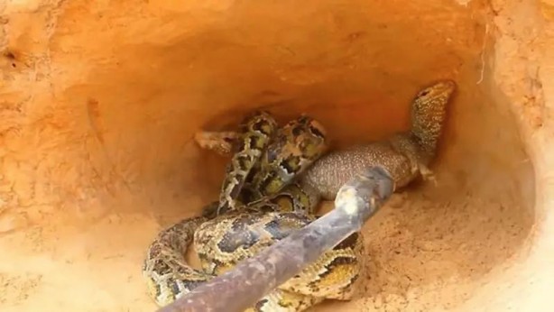 Foto - Komodo ejderi ile pitonun ölümcül savaşı şok etti! İşte vahşi doğanın en acımasız hali