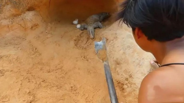 Foto - Komodo ejderi ile pitonun ölümcül savaşı şok etti! İşte vahşi doğanın en acımasız hali