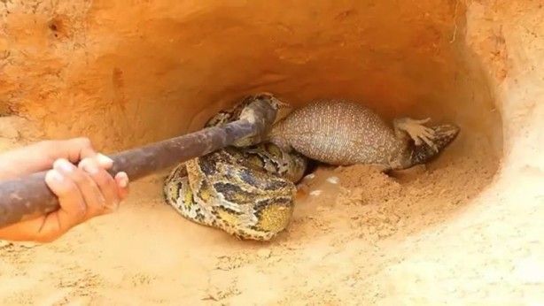 Foto - Komodo ejderi ile pitonun ölümcül savaşı şok etti! İşte vahşi doğanın en acımasız hali
