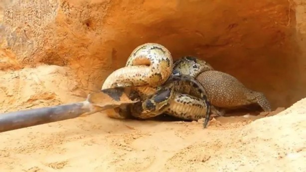 Foto - Komodo ejderi ile pitonun ölümcül savaşı şok etti! İşte vahşi doğanın en acımasız hali