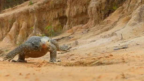 Foto - Komodo ejderi ile pitonun ölümcül savaşı şok etti! İşte vahşi doğanın en acımasız hali