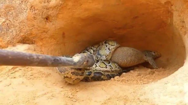 Foto - Komodo ejderi ile pitonun ölümcül savaşı şok etti! İşte vahşi doğanın en acımasız hali