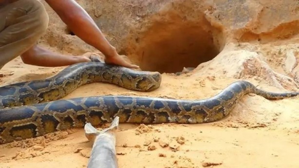 Foto - Komodo ejderi ile pitonun ölümcül savaşı şok etti! İşte vahşi doğanın en acımasız hali