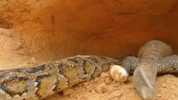 Foto - Komodo ejderi ile pitonun ölümcül savaşı şok etti! İşte vahşi doğanın en acımasız hali