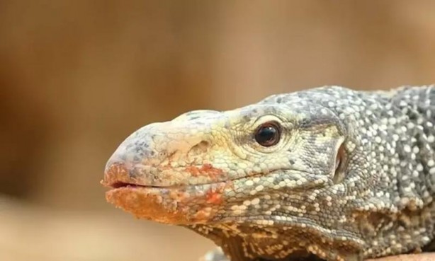 Foto - Komodo ejderi ile pitonun ölümcül savaşı şok etti! İşte vahşi doğanın en acımasız hali