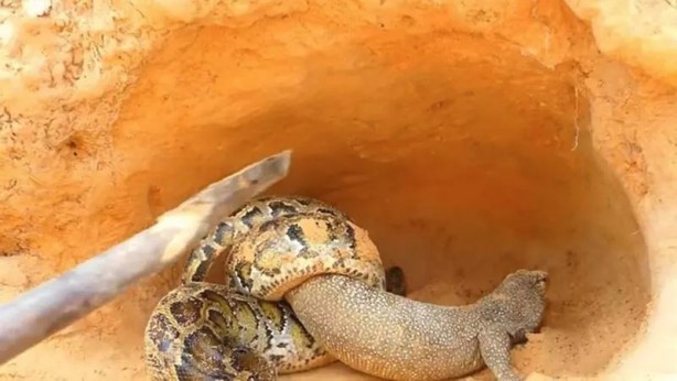 Foto - Komodo ejderi ile pitonun ölümcül savaşı şok etti! İşte vahşi doğanın en acımasız hali