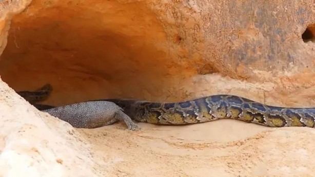 Foto - Komodo ejderi ile pitonun ölümcül savaşı şok etti! İşte vahşi doğanın en acımasız hali